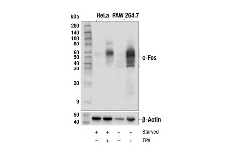 C Fos E2I7R XP Rabbit MAb BSA And Azide Free Cell Signaling