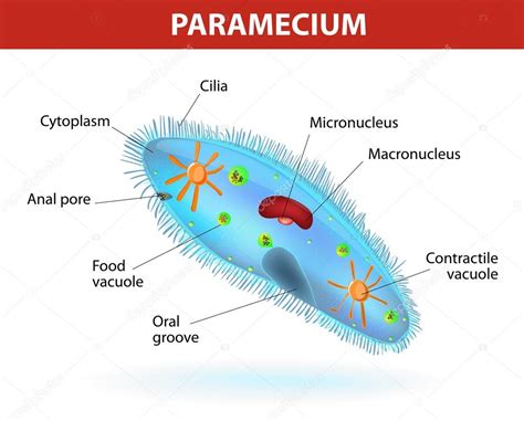 Estructura De Un Paramecio Vector De Stock De ©edesignua 33378927