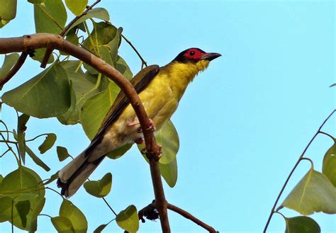 Awbirder Always On The Lookout For Fine Birds North Queensland