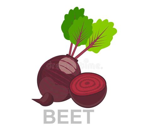 Icon Beet Whole And In Section Vector Sugar Beet Illustration Isolated