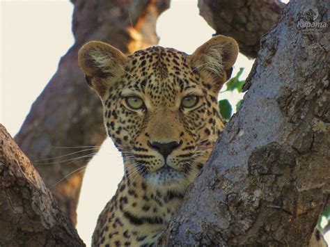 Wildlife in East Africa | Discover Africa