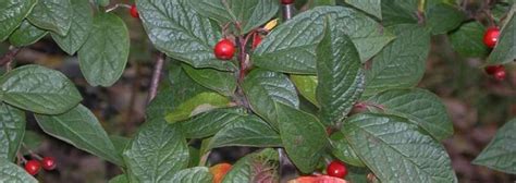 Cotoneaster Species Hollyberry Cotoneaster Cotoneaster Bullatus