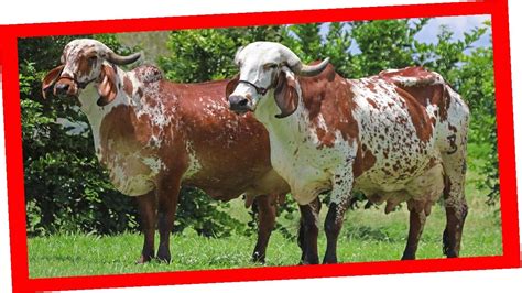 GYR LECHERO BRAHMAN ROJO Y SUS CRUCES Ganadería San Diego Vacas