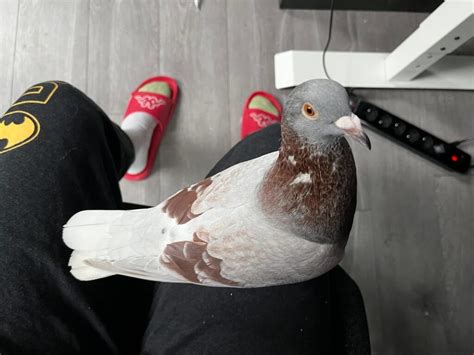 How To Pet A Pigeon - PIGEONHOW.COM