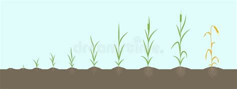 Barley Growing Stages Soil Stock Illustrations – 7 Barley Growing ...