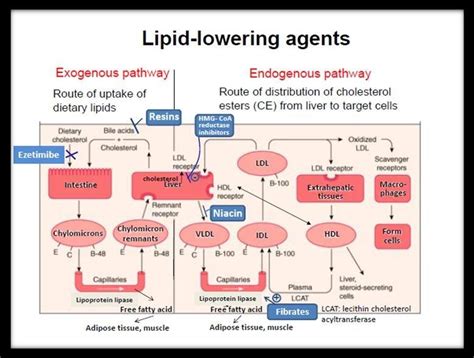 Lipid Lowering Drugs Market To Hit USD 42 5 Billion At A CAGR