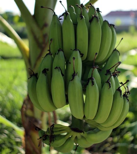 कच्चे केले के 8 फायदे उपयोग और नुकसान Green Raw Banana Benefits And Side Effects In Hindi