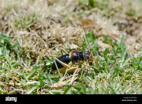 Endemic To Sierra Nevada Saddle Bush Cricket Baetica Ustulata