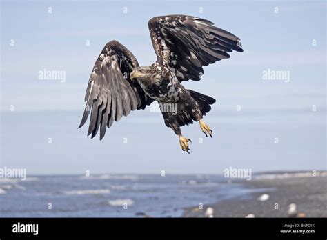 Juvenile Bald Eagle in flight Stock Photo - Alamy