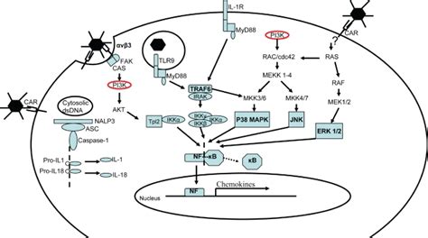 CAR Or Integrin Binding To Adenovirus Triggers PI3K And MAPK Kinases