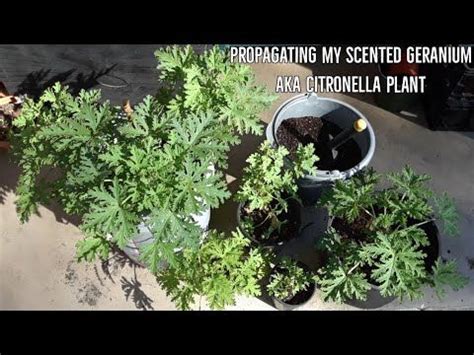 Update On Growing Propagating My Scented Geranium Aka Citronella