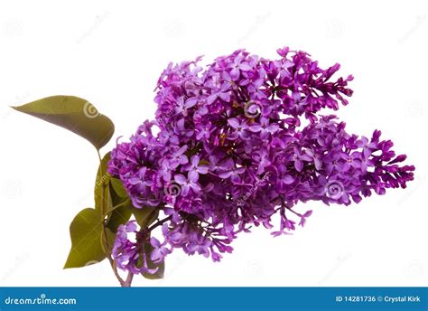 Purple lilacs stock photo. Image of isolated, seasonal - 14281736