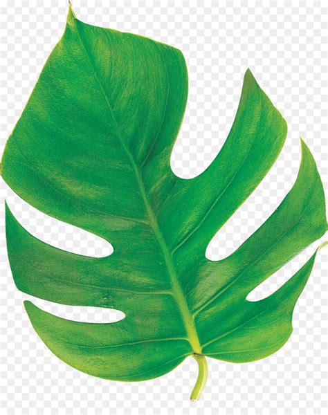 Folha Planta De Haste Plantas png transparente grátis