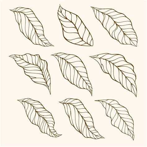 Set Of Leaves Vector Collection Of Leaf Silhouettes Hand Drawn Leaves