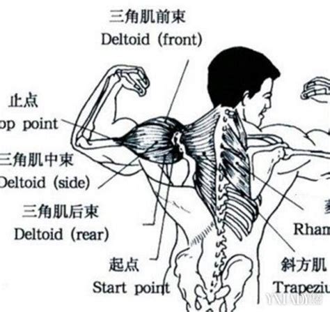 【图】肩膀窄怎么练宽 几个有效方法助你练出好身材 3 肩膀窄怎么练宽 伊秀美体网