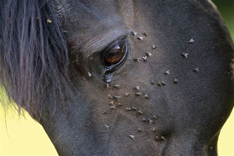 Flies laying eggs in horse eyes