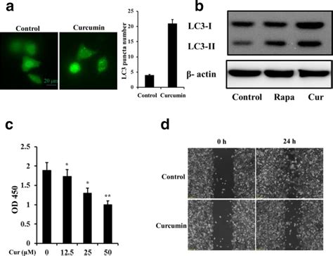 Curcumin Inhibits Proliferation And Migration Of A Lung Cancer Cells