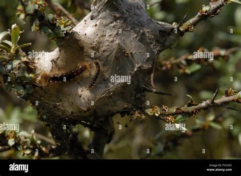 Brown Tail Moth Euproctis Chrysorrhoea Caterpillars On Their Nest On