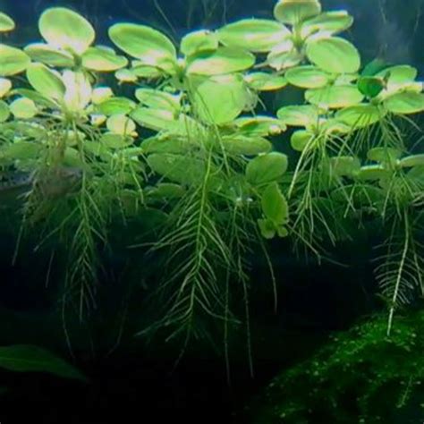 Salvinia Natans Guide - AquaManLife.com