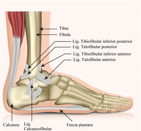 Anatomia Piciorului Clinica Picioarelor