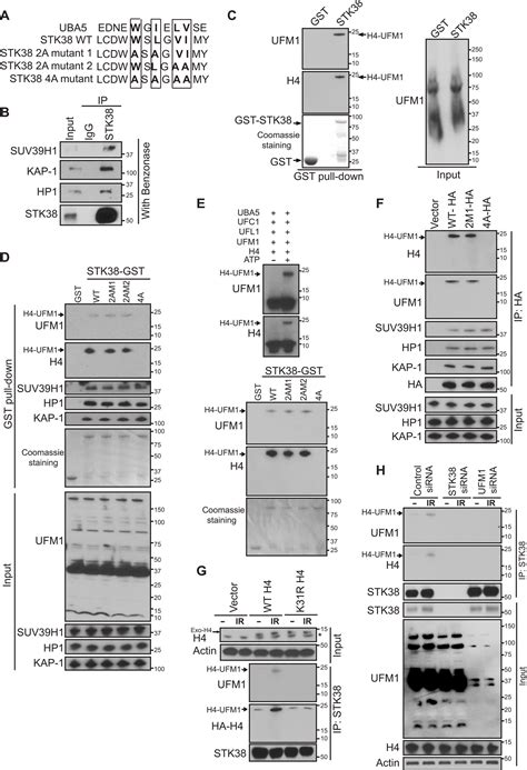 Stk Promotes Atm Activation By Acting As A Reader Of Histone H