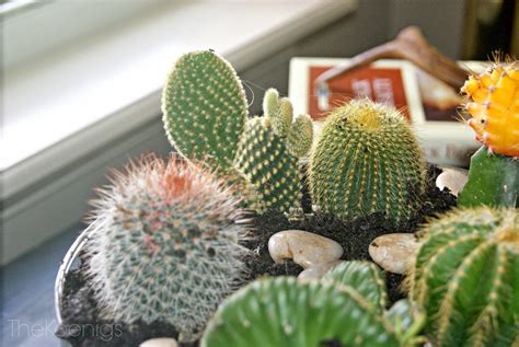 The Koenigs Create: DIY Indoor Cactus Garden