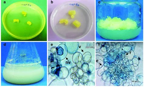 Establishment Of Scrophularia Striata Callus And Cell Suspension