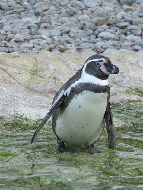 Bakgrundsbilder Djur Vilda Djur Och Växter Zoo Näbb Fauna