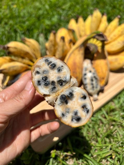 Seeded Banana Miami Fruit