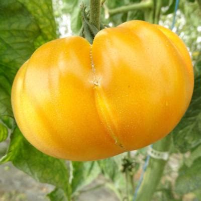 Plants Tomates Brandywine Yellow 100 Bio Plantzone