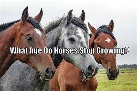 What Age Do Horses Stop Growing Horse Growth Stages And Chart