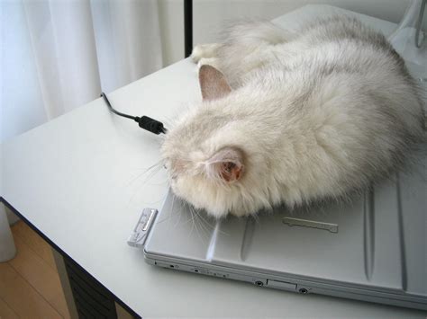 Cats On My Desk Flickr