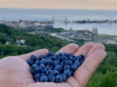 Picking wild blueberries in Duluth last night : r/minnesota