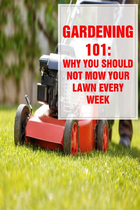 Why You Shouldn’t Mow Your Lawn Every Week Housewiveshobbies