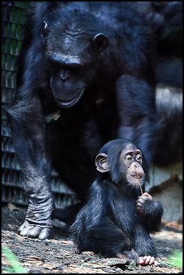 Mother and Baby Chimpanzee from The Maryland Zoo in Baltimore ...