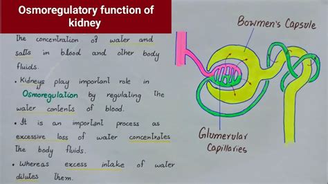 Osmoregulatory Function Of Kidney Class 10 Youtube