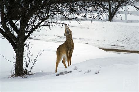 Deer in Winter 2 | Animal photography, Deer, Nature photography