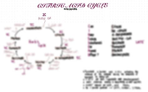 Solution Krebs Cycle Citric Acid Cycle Summary And Mnemonics Studypool