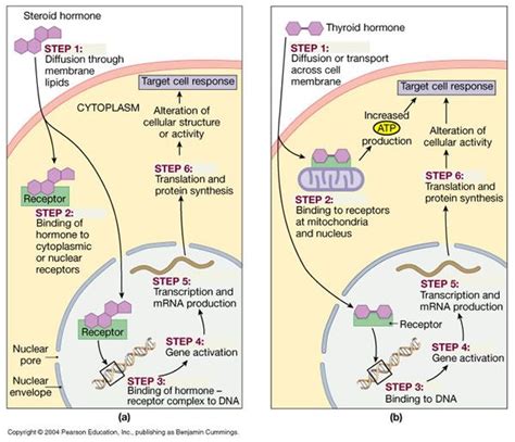 Hormones and Intracellular Receptors | Human body biology, Physiology ...