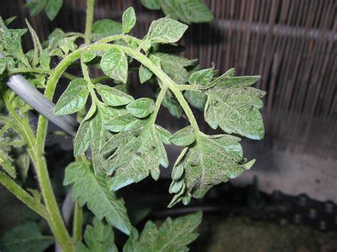 Schwarze Fliegen/Mücken auf Tomaten - was ist das? - Hausgarten.net