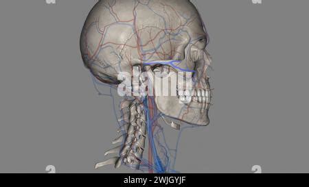 The transverse facial artery is an artery that branches from the ...