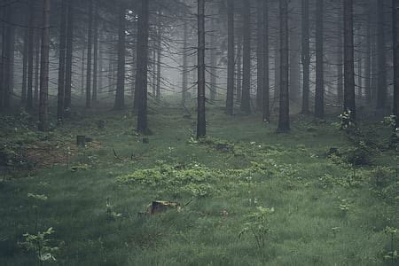 Royalty Free Photo Green Grass Forest Trees Under Dark Clouds During