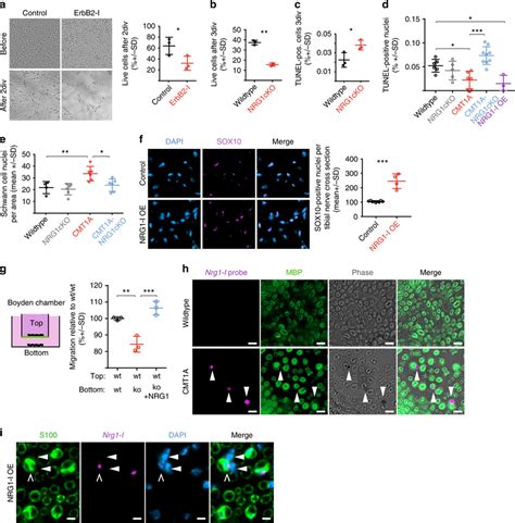 Schwann Cell Nrg1 Promotes Survival And Migration Of Schwann Cells A