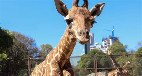 Fotos Jirafa Beb Se Adapta A Su Nuevo Hogar En Chapultepec Se