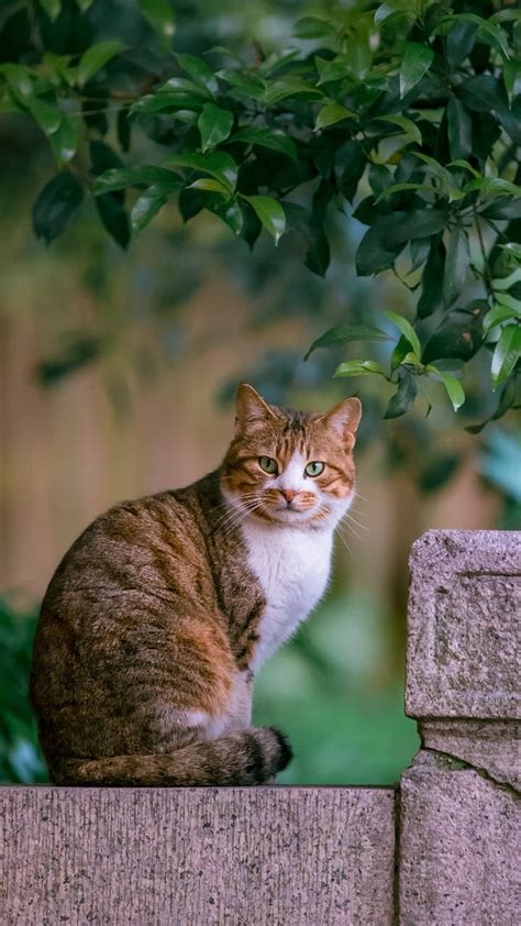 故宫的猫 高清图片，堆糖，美图壁纸兴趣社区