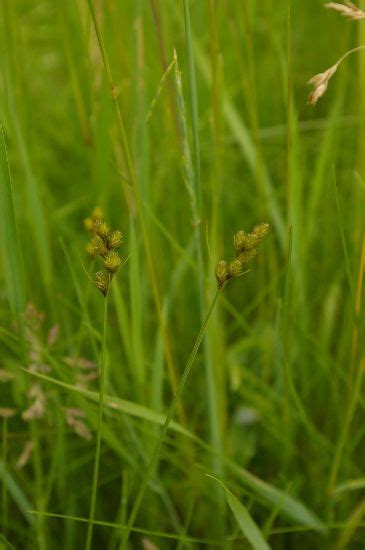 Prairie Future Seed Company Bebb S Sedge Plant