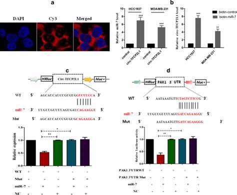 Circ TFCP2L1 Directly Binds To MiR 7 To Further Target PAK1 A The FISH