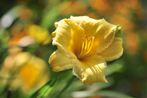 Daylily Blossom Bloom - Free photo on Pixabay