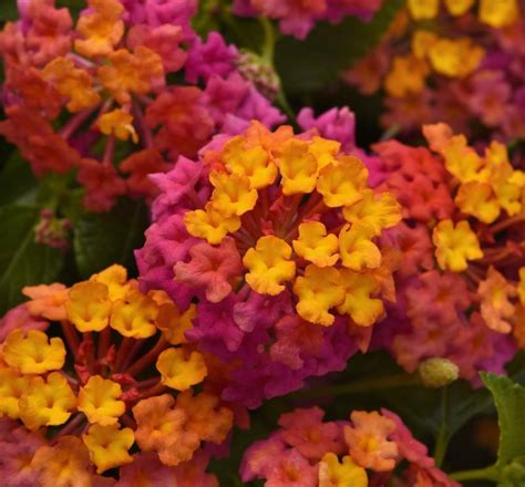 Lantana Lantana Camara Passion Fruit From Hillcrest Nursery