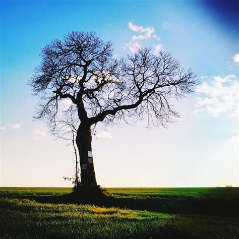 Premium Photo Bare Tree On Grassy Field